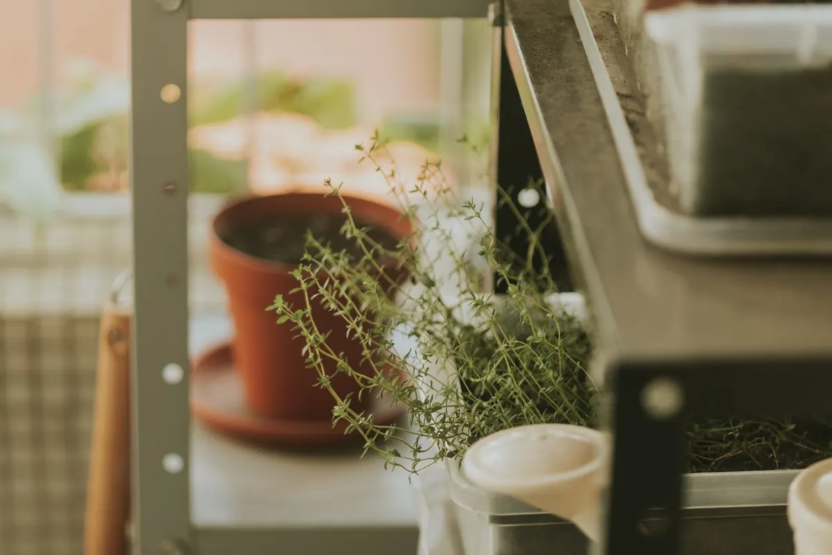 Growing Herbs on a Kitchen Windowsill: A Year-Round Guide