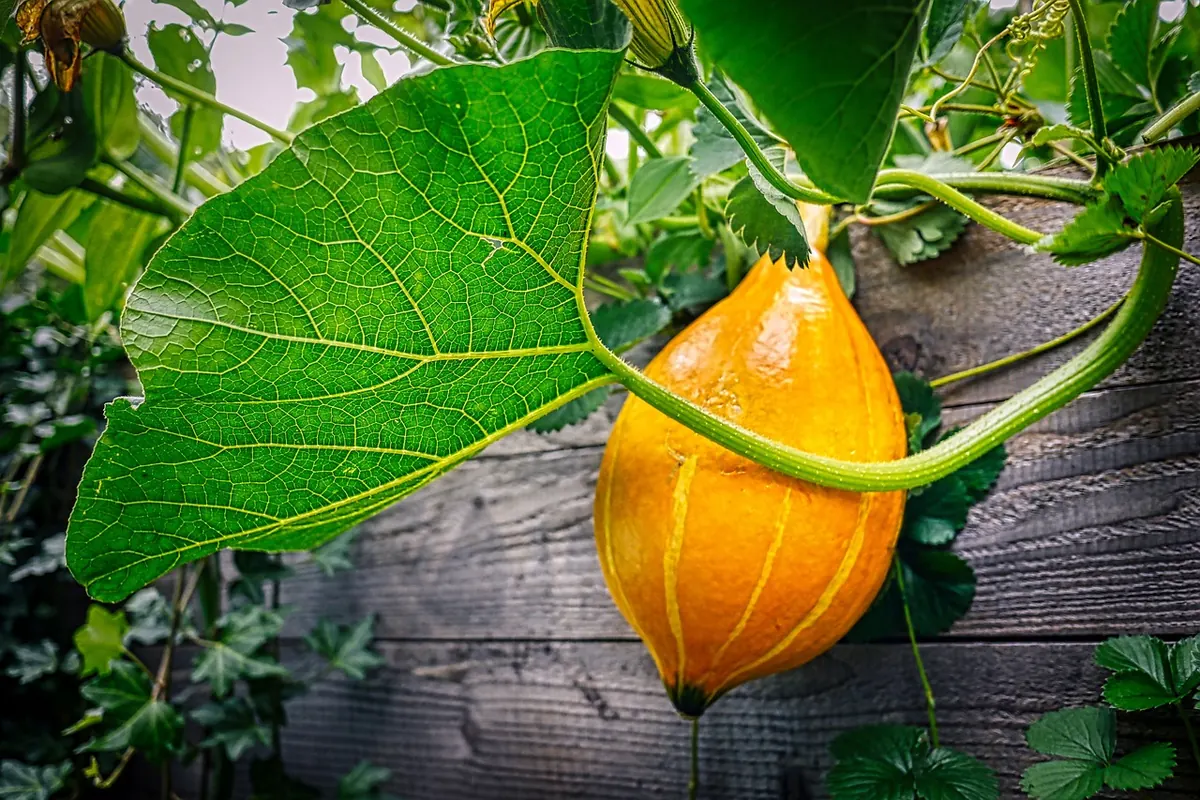 Starting a No-Dig Vegetable Bed: A Beginner's Guide for Small Gardens