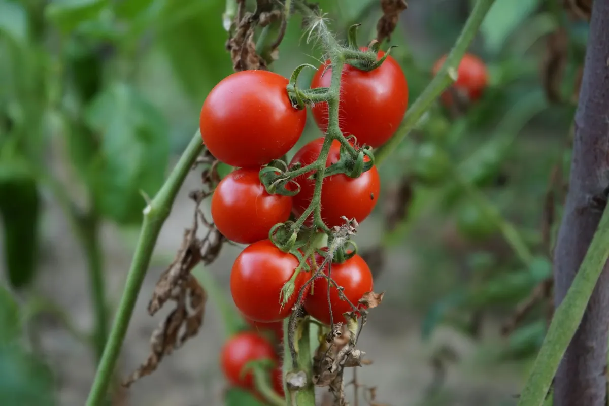 Why Your Tomatoes Split and Crack: Causes and Fixes